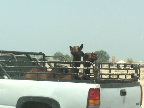 Sometimes the camels ride in truck beds. Have you ever seen this on 95 heading north to Boston?
