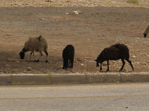 Camels give way to goats on rural Omani roadsides.