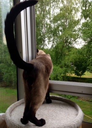 Simba - orädd och nyfiken.