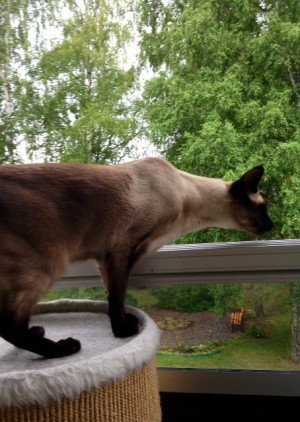 Hawkie - försiktig.