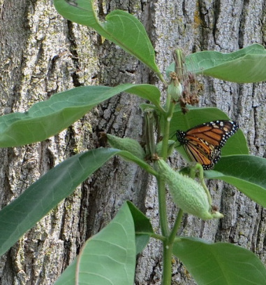 Monarch