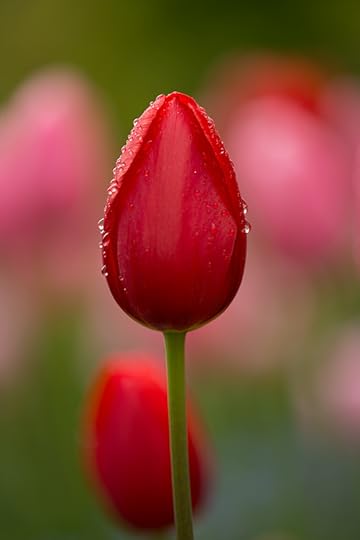 Red Tulip, Giverny © Harold Davis