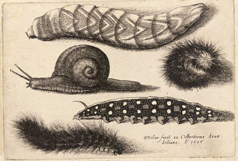 Wenceslas Hollar Four caterpillars and a snail State 1 465x314 Its About Slime