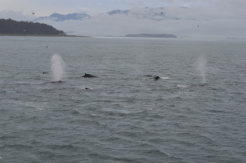 DSC_0129.JPG