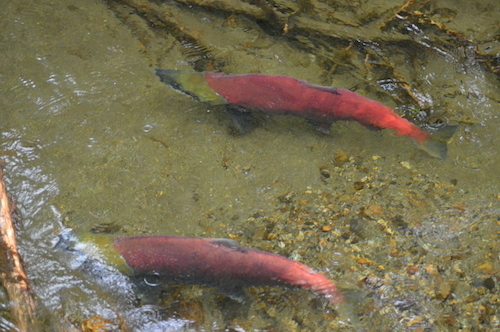 DSC_0004.JPG