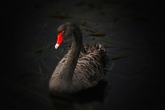 black-swan-122983_1920