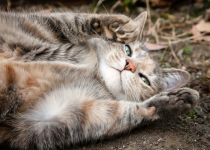 probiotics_for_cats