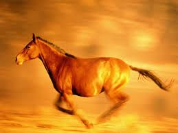 horse in sun