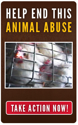 animal abuse