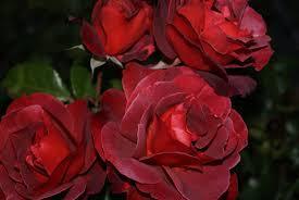  photo rose_zps66080271.jpg