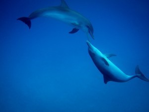 20130816-IMG_05761-600x450