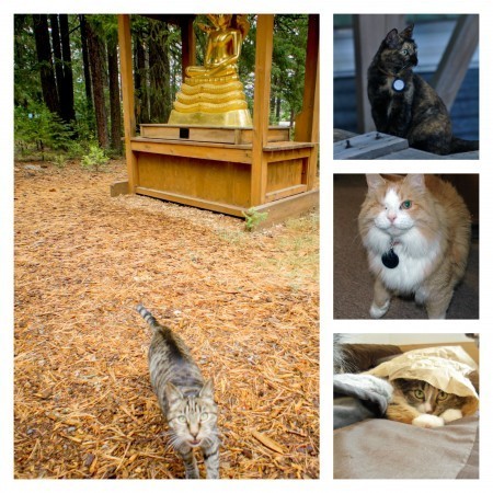 Shasta_Abbey_cats