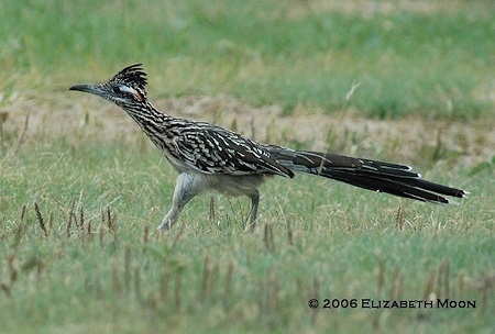 roadrunner-running-2006