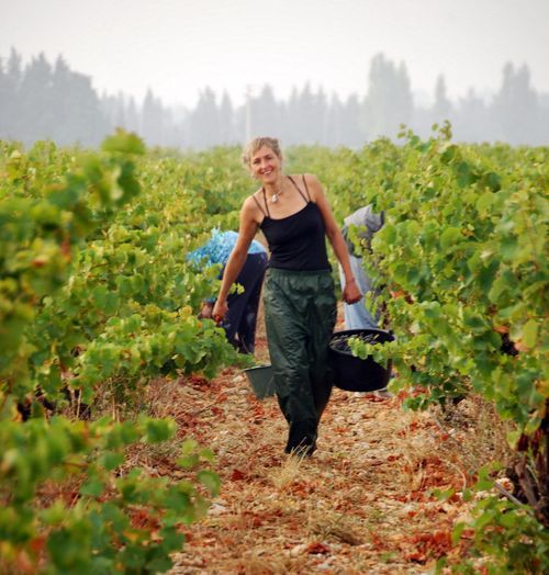 Harvesting grapes at Domaine Rouge-Bleu