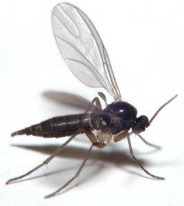 adult_fungus_gnat