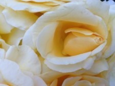Rose Garden July 2014 060