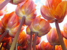 Silverton Tulips 203