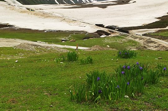 Iris on the Zoji-La (Hooker's?)