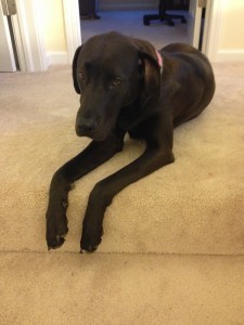 Great Dane Black Lab