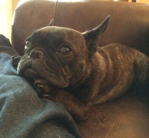 Gratuitous French Bulldog Pic #1