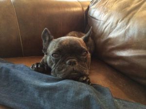 Gratuitous French Bulldog Pic #2