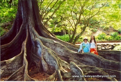 huge Moreton Bay Fig tree at Allerton Garden in Poipu, Kauai, Hawaii