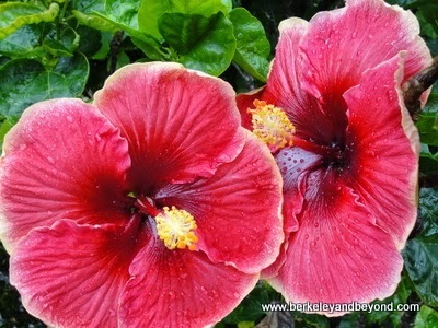 deep-pink hibiscus at Limahuli Garden and Preserve in Haena, Kauai, Hawaii