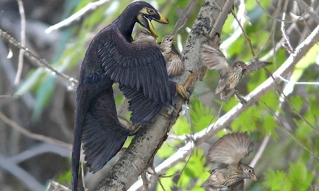 Microraptor 