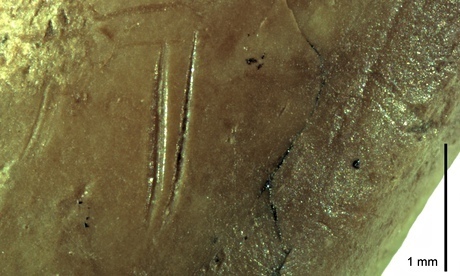 A rock dove (pigeon) bone with cut marks made by Neanderthals