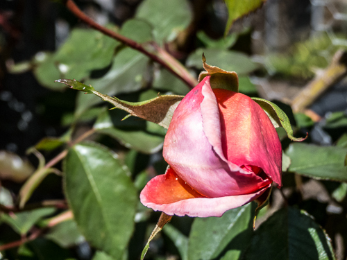 Rosebud