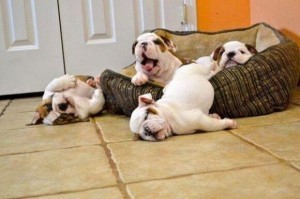 BulldogPups