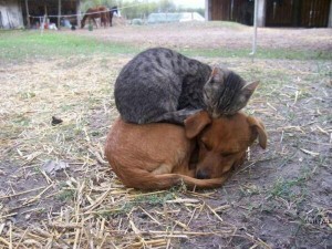 CatAndDog