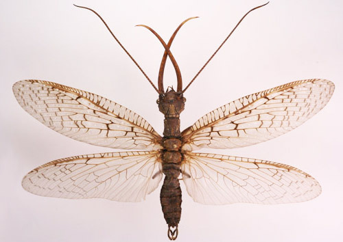 eastern_dobsonfly06