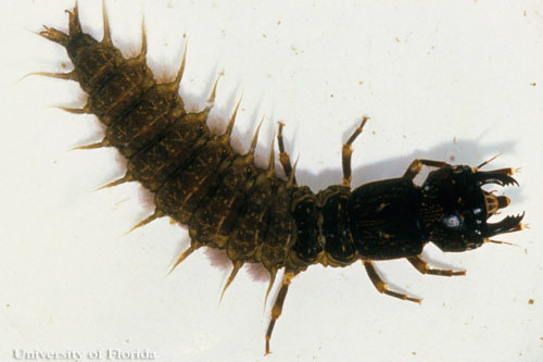 eastern_dobsonfly02