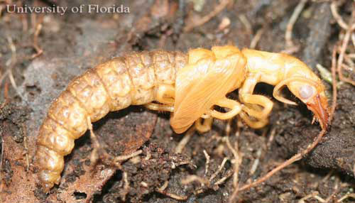 eastern_dobsonfly03