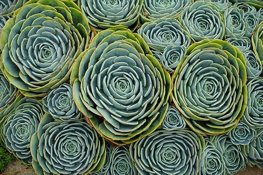 Succulents (via Sony Alpha a7R) © Harold Davis