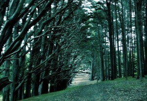 the road less traveled