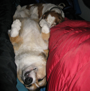 Pups