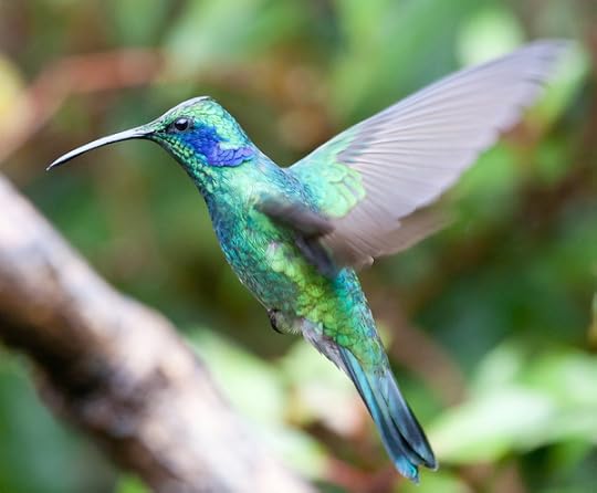 Hummingbird by Chris Morgan