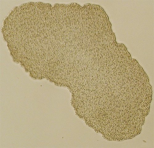 Trichoplax_mic.jpg
