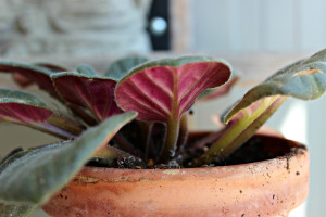 Africanviolet