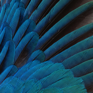 Blue_Feathers