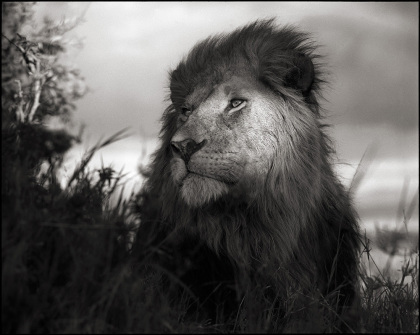 Lion in Shaft of Light by Nick Brandt. Image Courtesy Source Photographica.