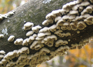Yum? Well actually yes. Schizophyllum commune - tough but edible