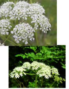 Hemlock or cow parsley? 