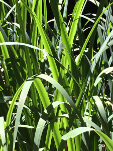 Grass taken with iphone