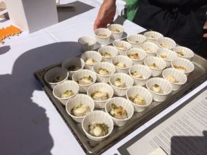 Wildebeest's foie gras and duck dumplings.