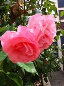 Portland Roses on Market Street