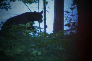 Cabin Bear