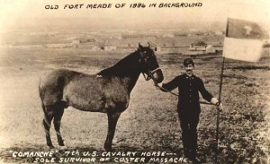 Comanche, one of only two or three horses who survived the battle
